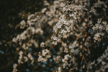 Blooming apple tree branches at spring