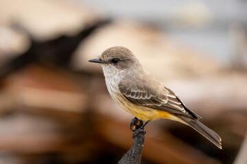Scarlet Flycatcher o Vermilion Flycatcher o Papamoscas Cardenalito, Pyrocephalus rubinus.
