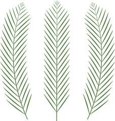 Fototapeta premium Palm leaves on isolated background, for use as decoration