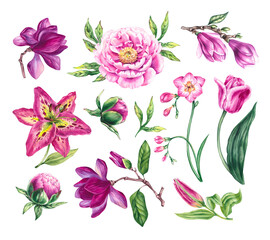 Watercolor set of hand-drawn pink flowers lily, peony, tulip, freesia, magnolia. Floral elements for packaging, invitations, cards, textiles, etc.
