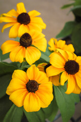 yellow flowers in the garden