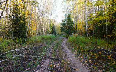 Forest road in autumn season. Dirt road inside the forest through pine trees with yellow foliage. Road inside the forest in wild. Off-road. Autumn forest in golden October.