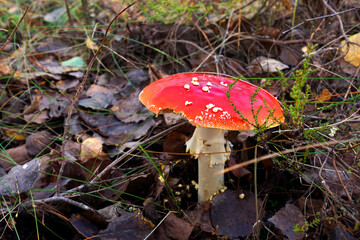 Amanita mushroom in forest. Fly agaric with red cap. Red mushroom amanita toxic, also called panther cap. False blusher amanita mushroom in the forest against background of green vegetation.