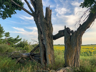Broken Tree in Rural Michigan