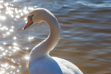 Fototapeta premium white young swans in lake with blue dark background