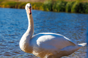 white young swans in lake with blue dark background © hiv360
