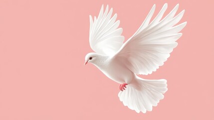 Fototapeta premium A white dove on a soft pink background