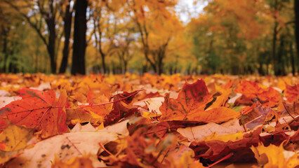 Fallen leaves paint the ground with warm autumn hues.