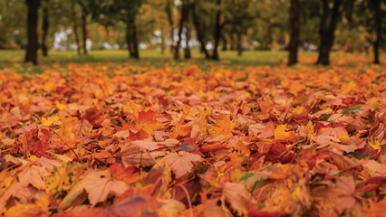 Autumn Leaves Blanket the Ground in a Park