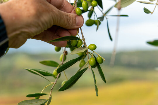 La r&eacute;colte des olives a lieu entre octobre et d&eacute;cembre, suivant les temps de maturation des diff&eacute;rents cultivars