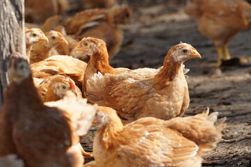 A group of chickens are standing in a pen