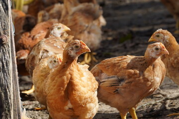 A group of chickens are standing in a field