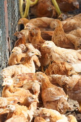 A group of baby chickens are laying in a pen