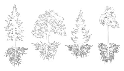 Set of trees with roots, contour. Pine, spruces, oak with rootage. Vector illustration. © nosyrevy
