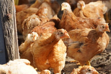 A group of chickens are standing in a pen