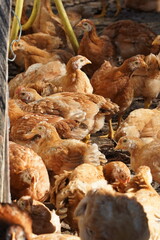 A group of chickens are standing in a pen