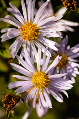 Obraz premium Overhead view of Smooth Aster growing within the Forest Beach Migratory Preserve near Belgium, Wisconsin during the morning in mid-September.