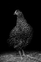Fototapeta premium Black and White Chicken