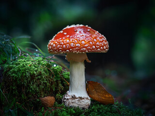 Fototapeta premium mushroom in the forest