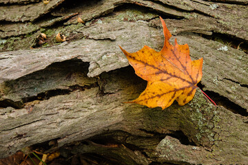 A lone maple leaf is caught in the bark of a fallen tree in early autumn within the Pike Lake Unit, Kettle Moraine State Forest, Hartford, Wisconsin