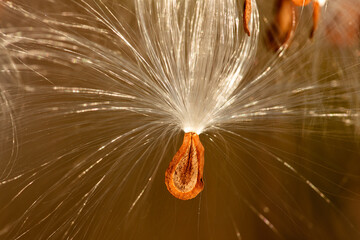 A lone milkweed seed hangs from its open pod just before the wind captures it and disperses the seed elsewhere on this autumn afternoon 