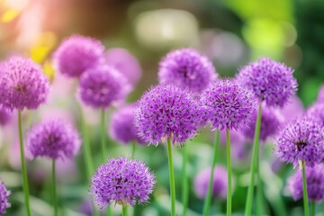 Fototapeta premium Purple Allium Flowers in a Meadow