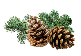 Fototapeta premium Brown pine cone on white background with clipping pass