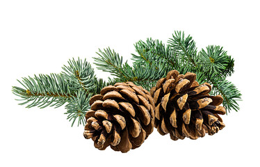 Brown pine cone on white background with clipping pass