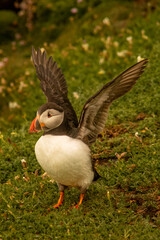 Puffin in Saltee Island