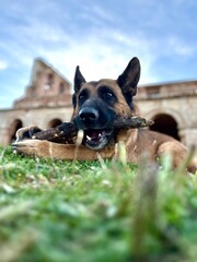 dog chewing stick at Tiermes ruins in Soria, Spain