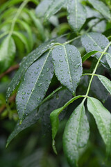 water drops on the nature leaf wet plant dew rain saber the plants