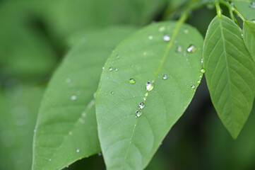 water drops on the nature leaf wet plant dew rain saber the plants