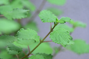 Myrrh is a medicinal plant of the species Commiphora myrrha, also known as Arabic myrrh. image