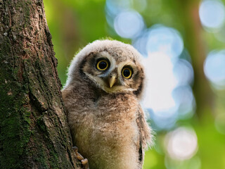 Fototapeta premium owl peeking through the forest tree