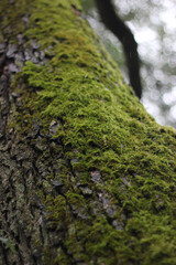 Green moss on a tree bark. Moss on a tree. Moss texture