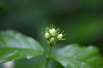 water drops on the nature leaf wet plant dew rain saber the plants