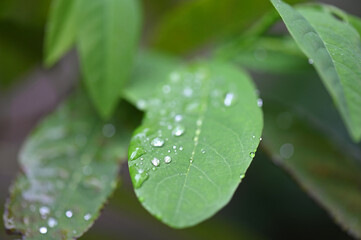 water drops on the nature leaf wet plant dew rain saber the plants