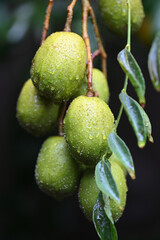 caja mango fruit tasty green leaf with white stripes beautiful garden plant image