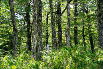 Obraz premium Front view of a bright green forest