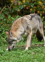 a wolf walks and sniffs the ground on a path in the forest