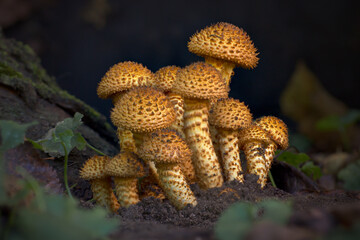 a group of different sized golden-skinned scutellaria, typical autumn mushroom and wood decomposer