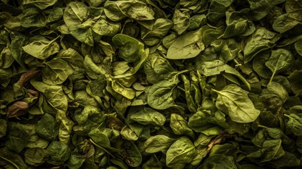 Fresh Green Salad Leaves