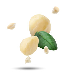 Macadamia nuts and green leaf in air on white background