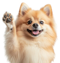 PNG Pomeranian dog smile and waving its paw pet animal friendly.