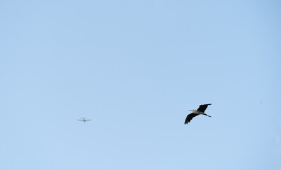 Grey heron in fight and a airplane in background 