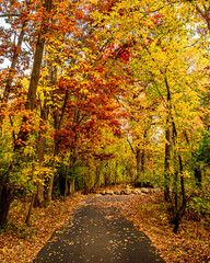 Autumn scenes under blue sky