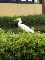 White tropical bird in Poipu, Kauai, Hawaii