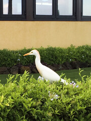 White tropical bird in Poipu, Kauai, Hawaii