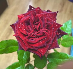 red rose with drops of water