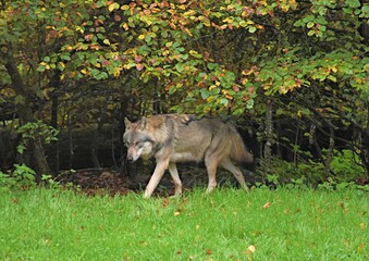 gray wolf standing on green grass in the forest